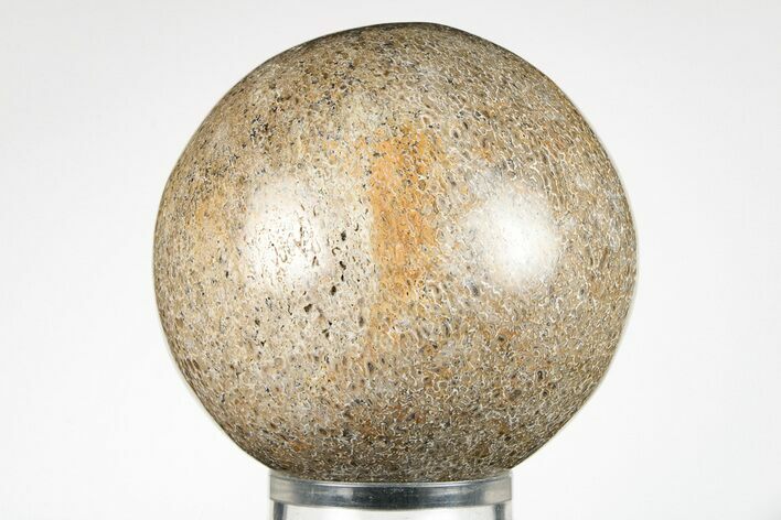 Polished Agatized Dinosaur (Gembone) Sphere - Morocco #198438